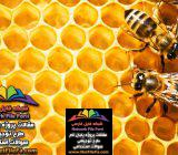طرح توجیهی پرورش و نگهداری زنبور عسل | فنی ، اقتصادی و مالی